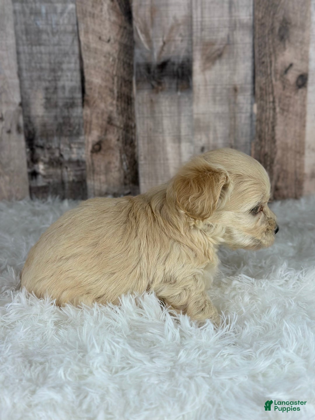 Maltipoo dogs for sale: Girl Nalo - 0006 - Ad 2