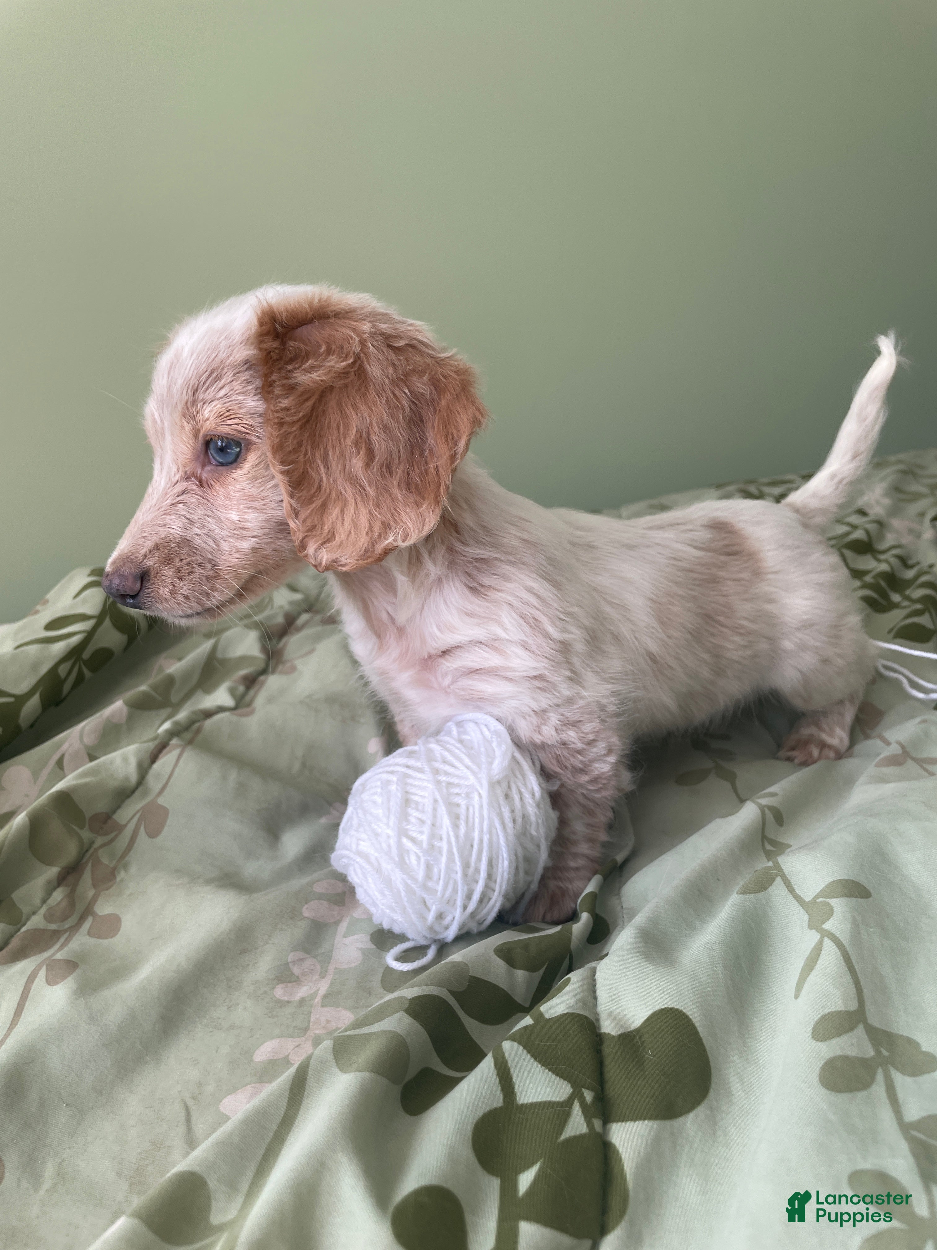 Miniature Dachshund dogs Chelsea  - Ad 2