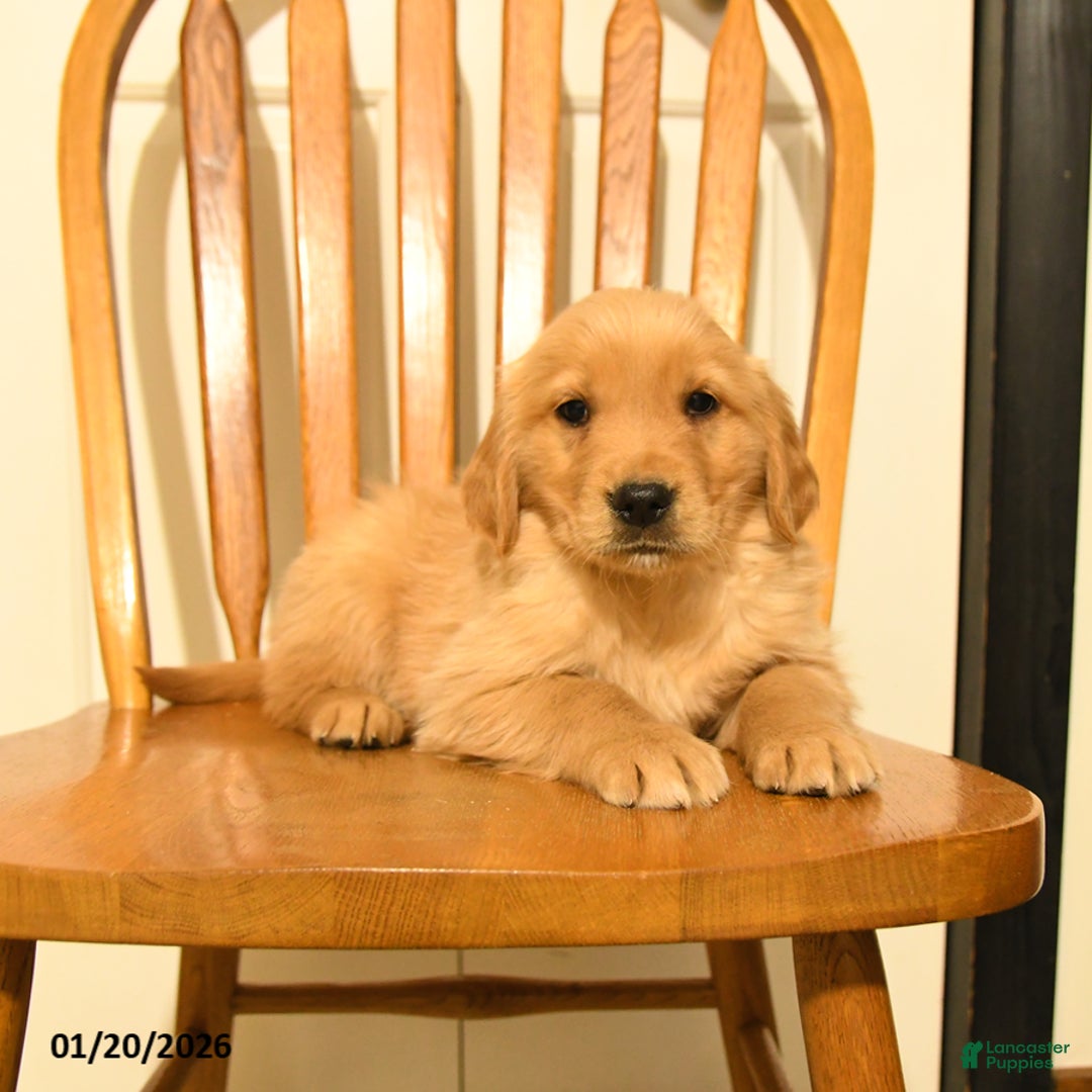 Golden Retriever dogs for sale: Bono - Ad 4