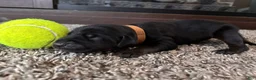 Mixed Breed dogs for sale: Crunch - Ad 4