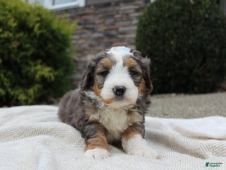 Mini Bernedoodle dogs - Ad 36
