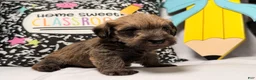 Mixed Breed dogs for sale: Chewpy - Ad 2