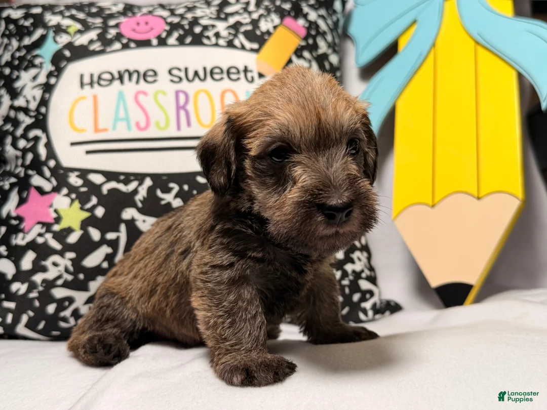Mixed Breed dogs for sale: Chewpy - Ad 2