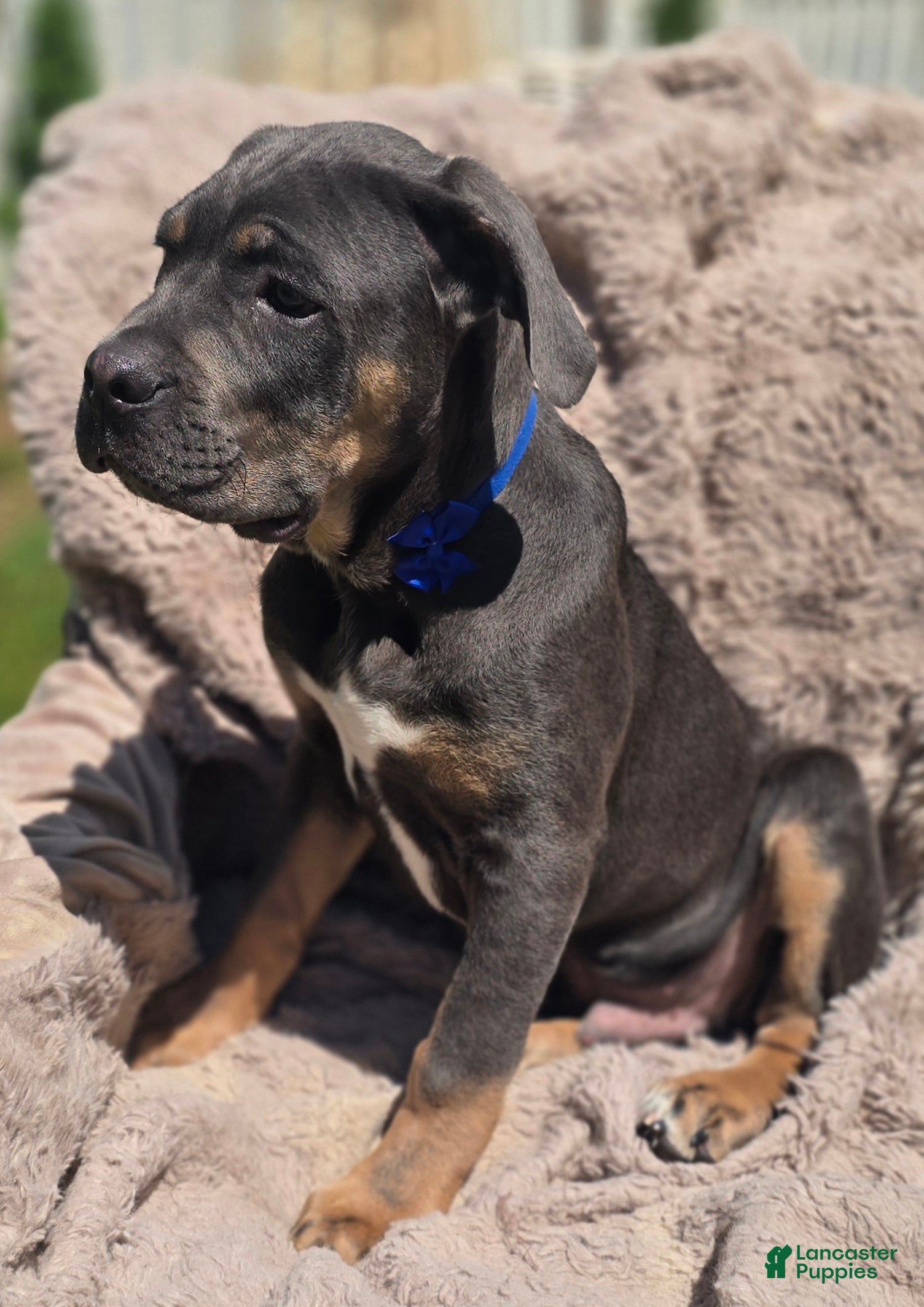 Cane Corso dogs Rocko  - Ad 2