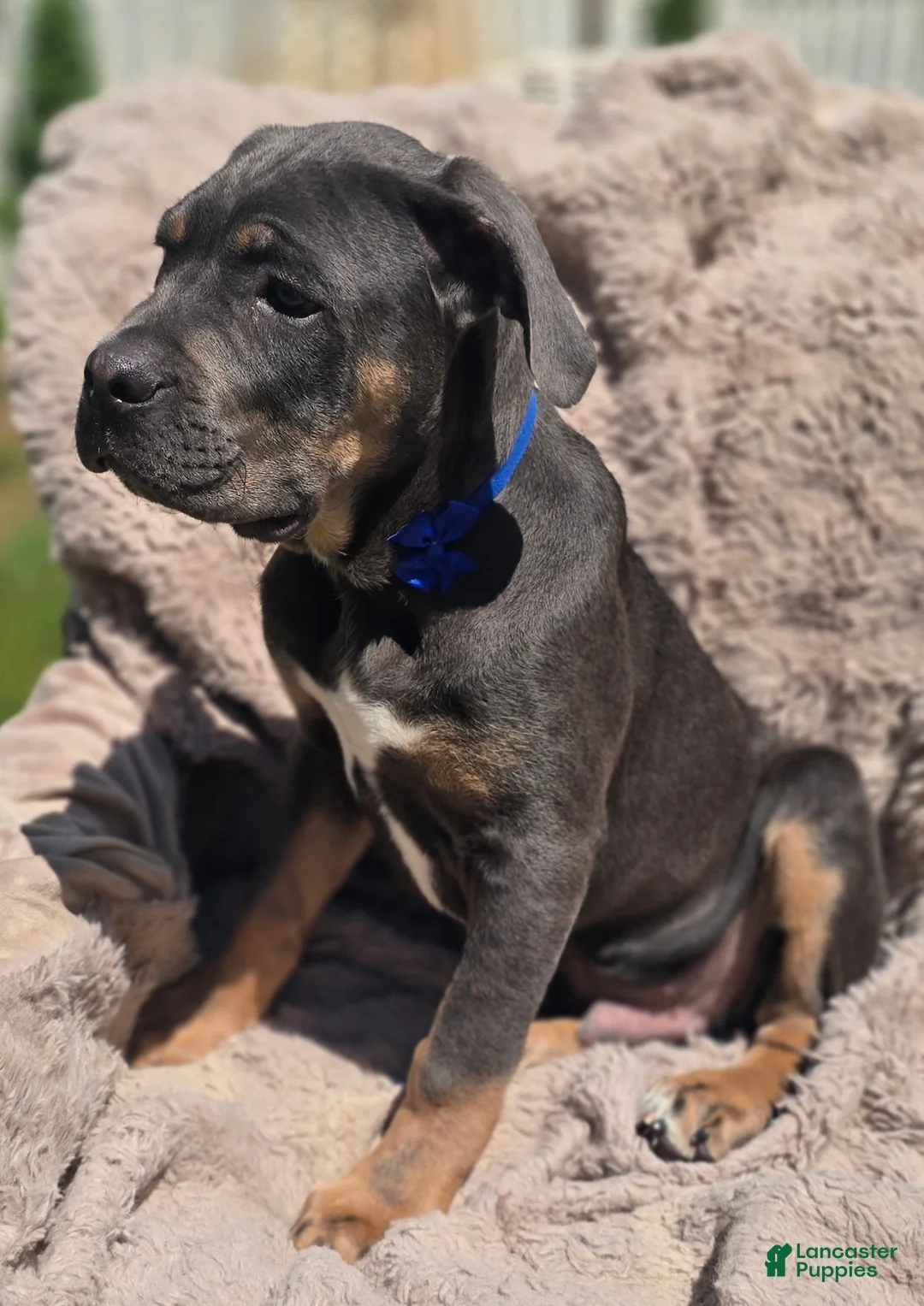 Cane Corso dogs for sale: Rocko  - Ad 2