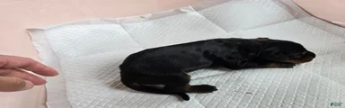Doberman Pinscher Puppy 2