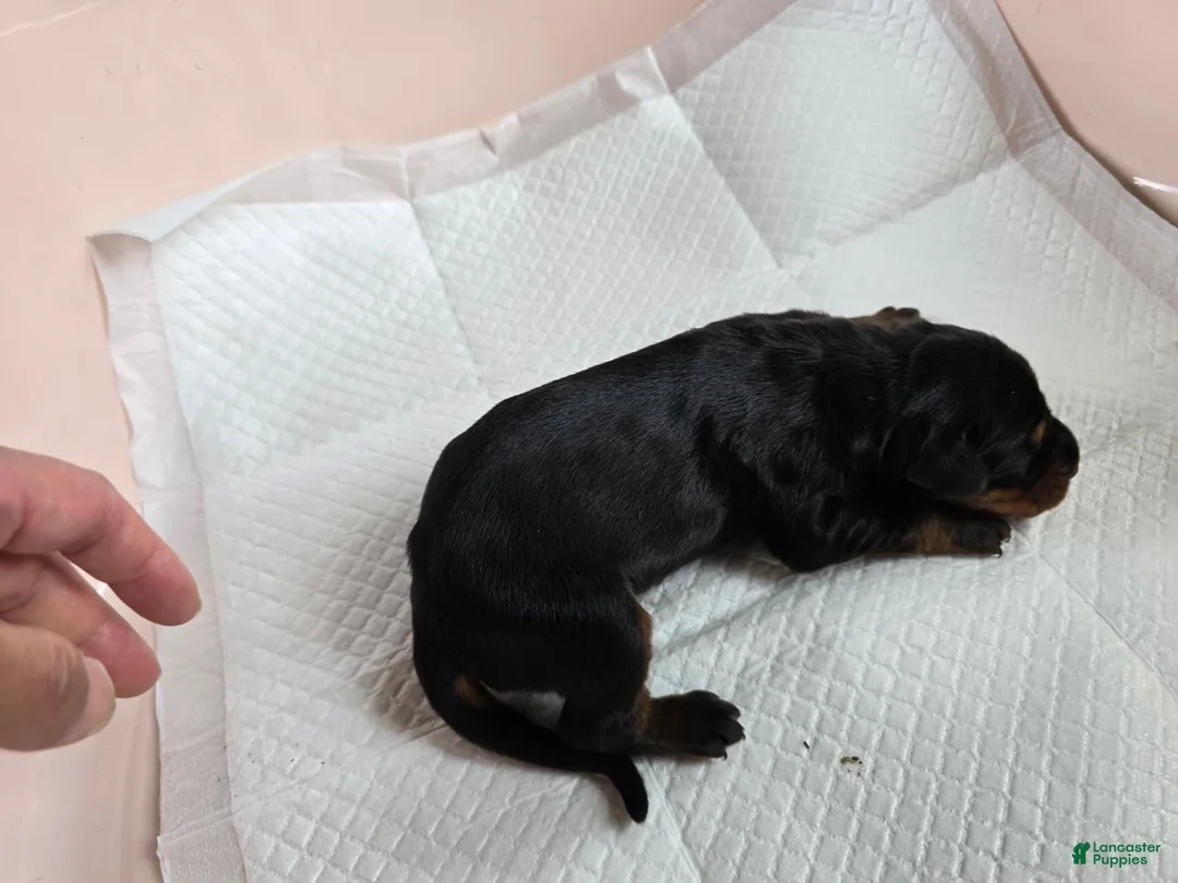 Doberman Pinscher dogs for sale: Doberman Pinscher Puppy 2 - Ad 1