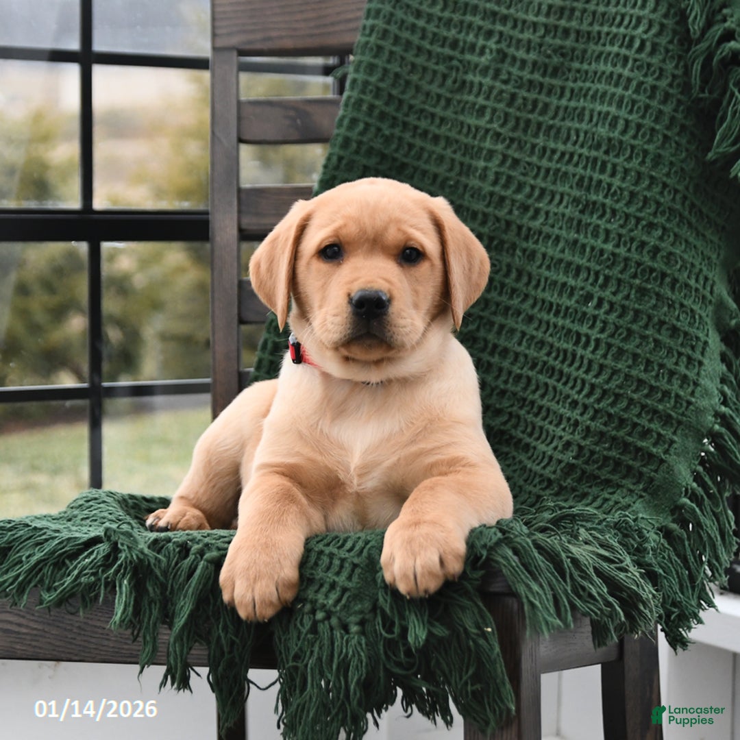 Labrador Retriever dogs for sale: Lilac - Ad 3
