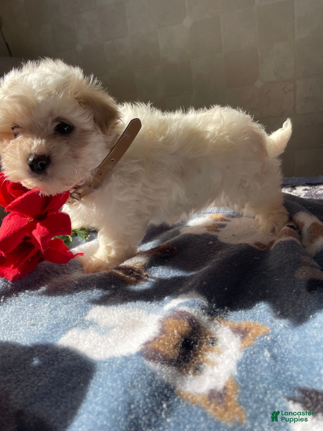 Maltese dogs for sale: Prince - Ad 2