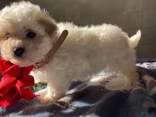 Maltese dogs Prince - Ad 21