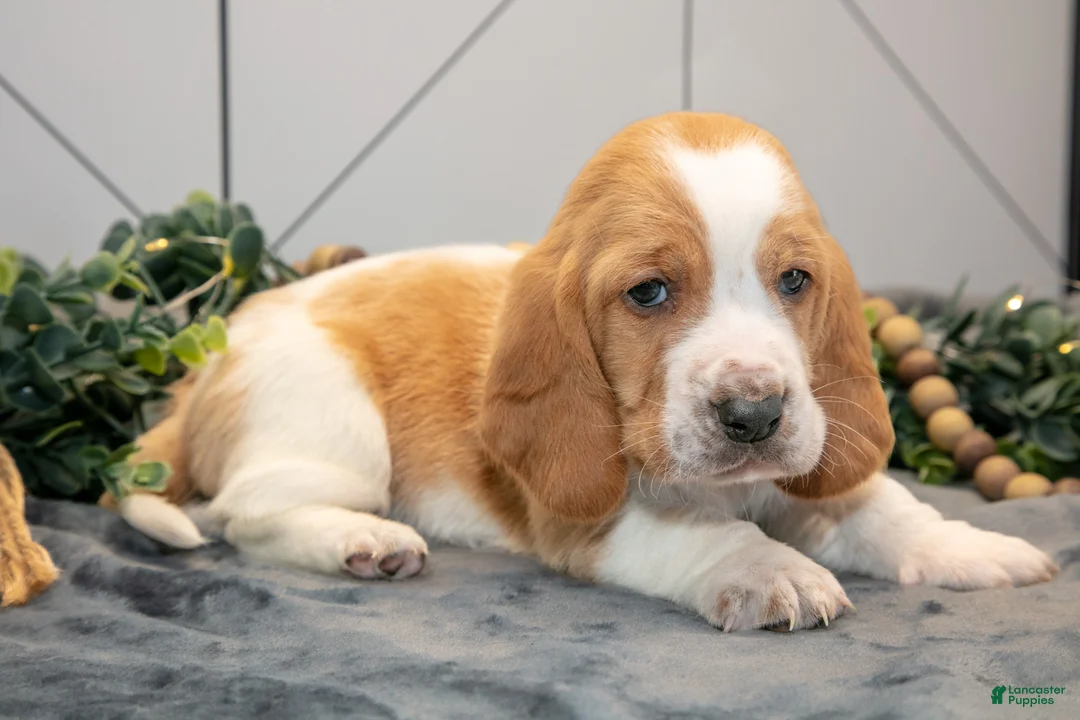 Basset Hound dogs for sale: Gus - Ad 1