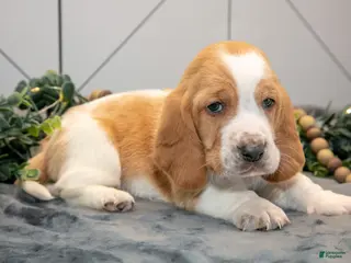 Basset Hound dogs for sale: Gus - Ad 2