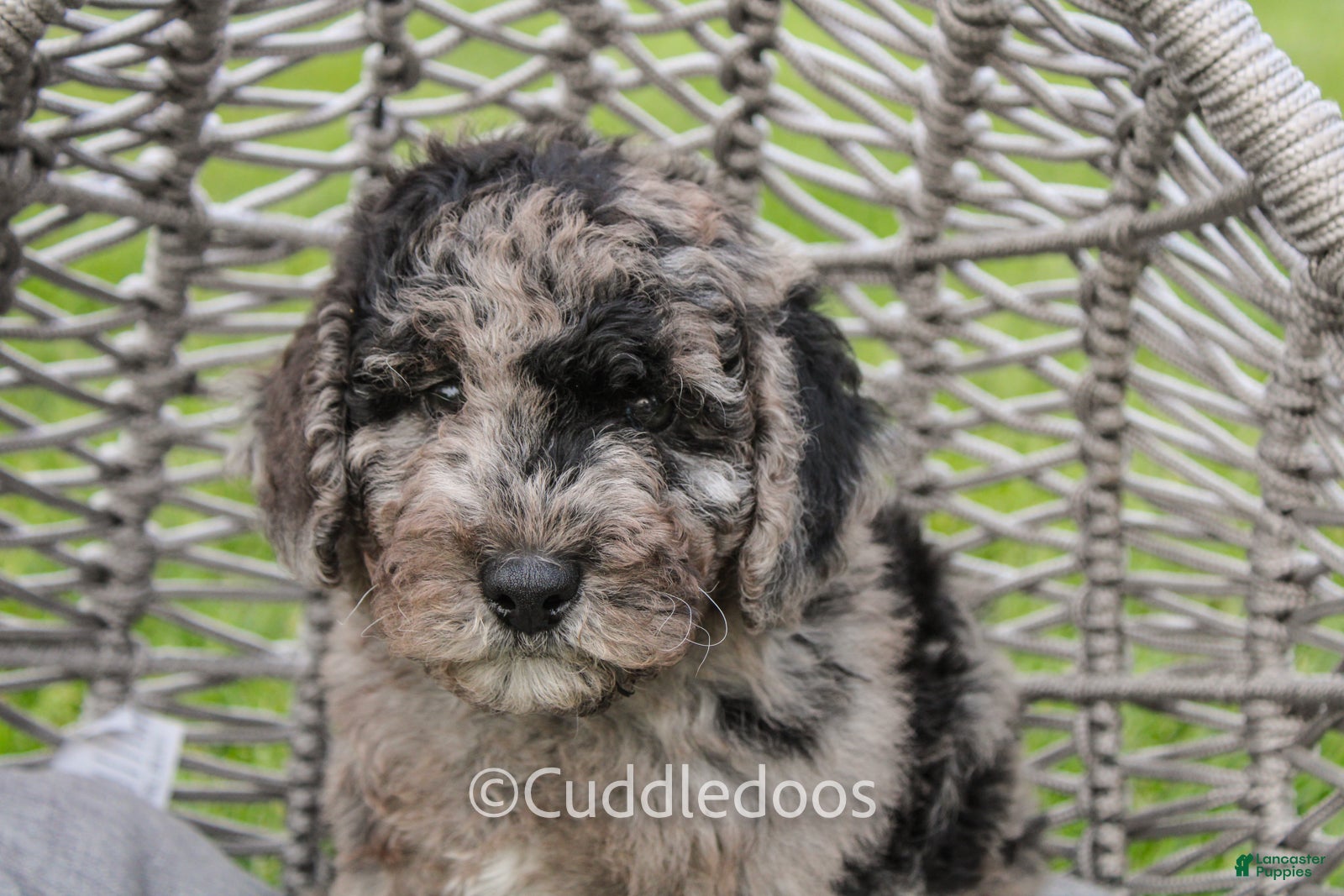 Mixed Breed dogs Valley - Ad 1