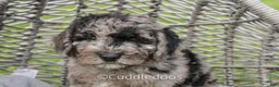 Mixed Breed dogs for sale: Valley - Ad 3