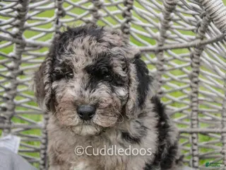 Mixed Breed dogs for sale: Valley - Ad 1