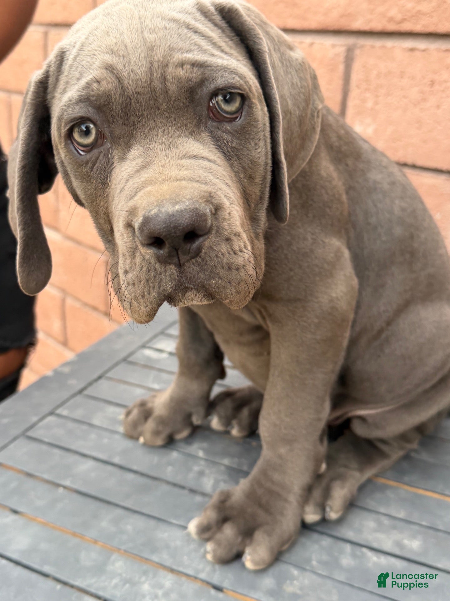 Cane Corso dogs for sale: Cane Corso 5 - Ad 1