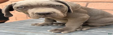 Cane Corso 5