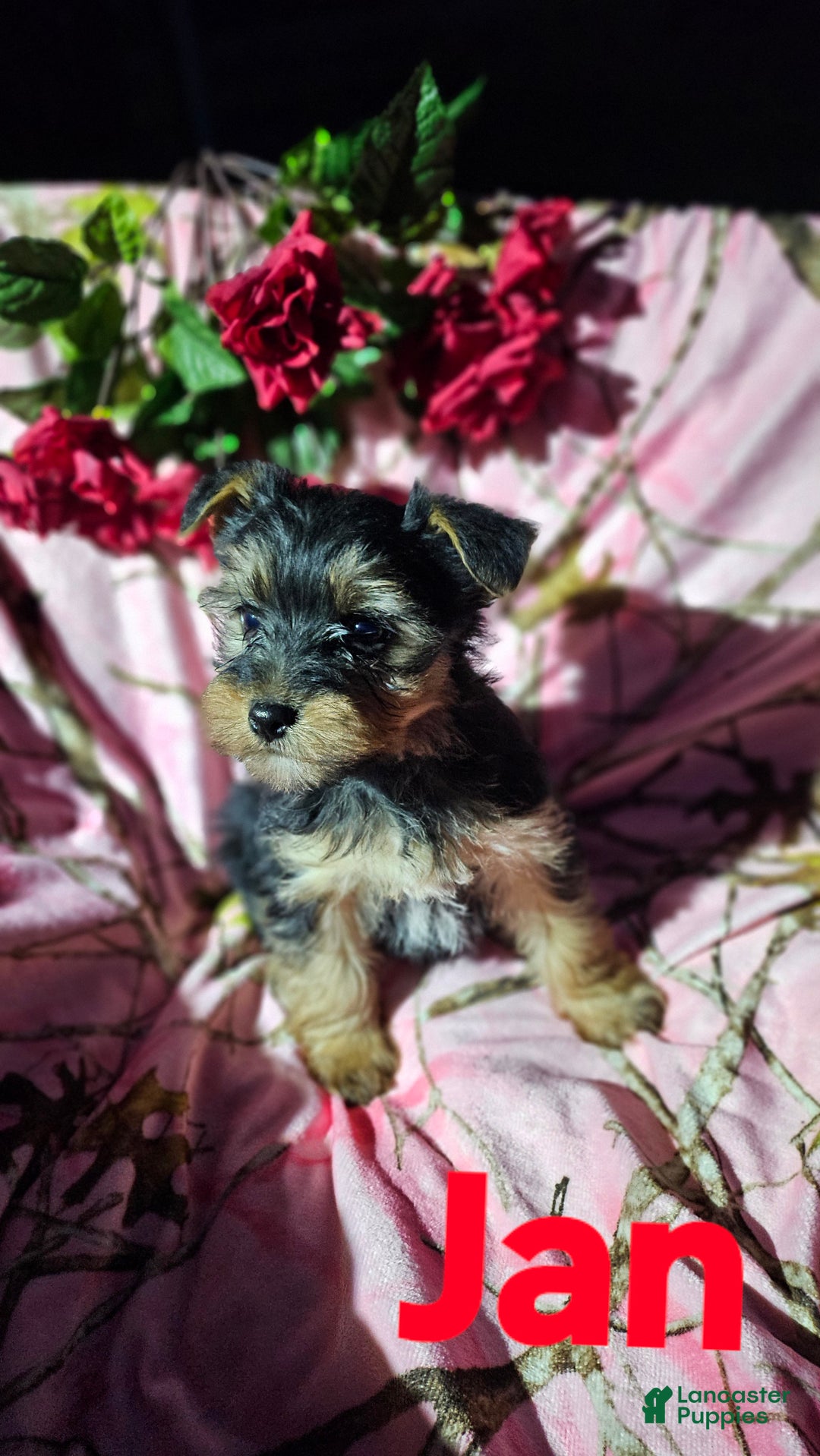 Morkie dogs for sale: Jan - Ad 5