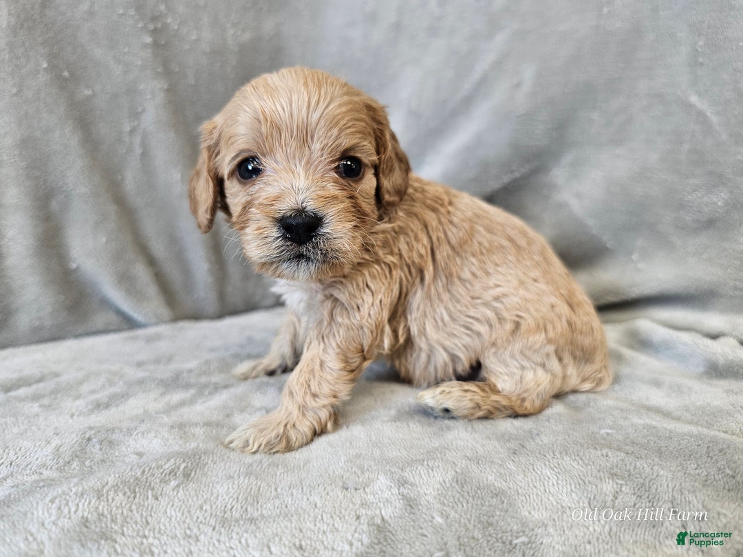 Cavapoo dogs for sale: Anellini - Ad 10