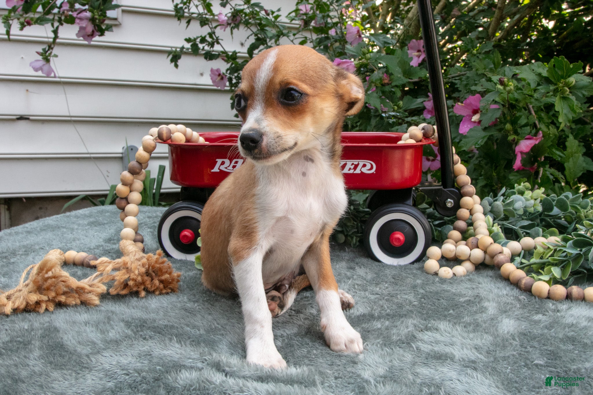 Chihuahua dogs Nacho - Ad 1