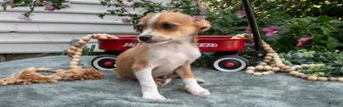 Nacho