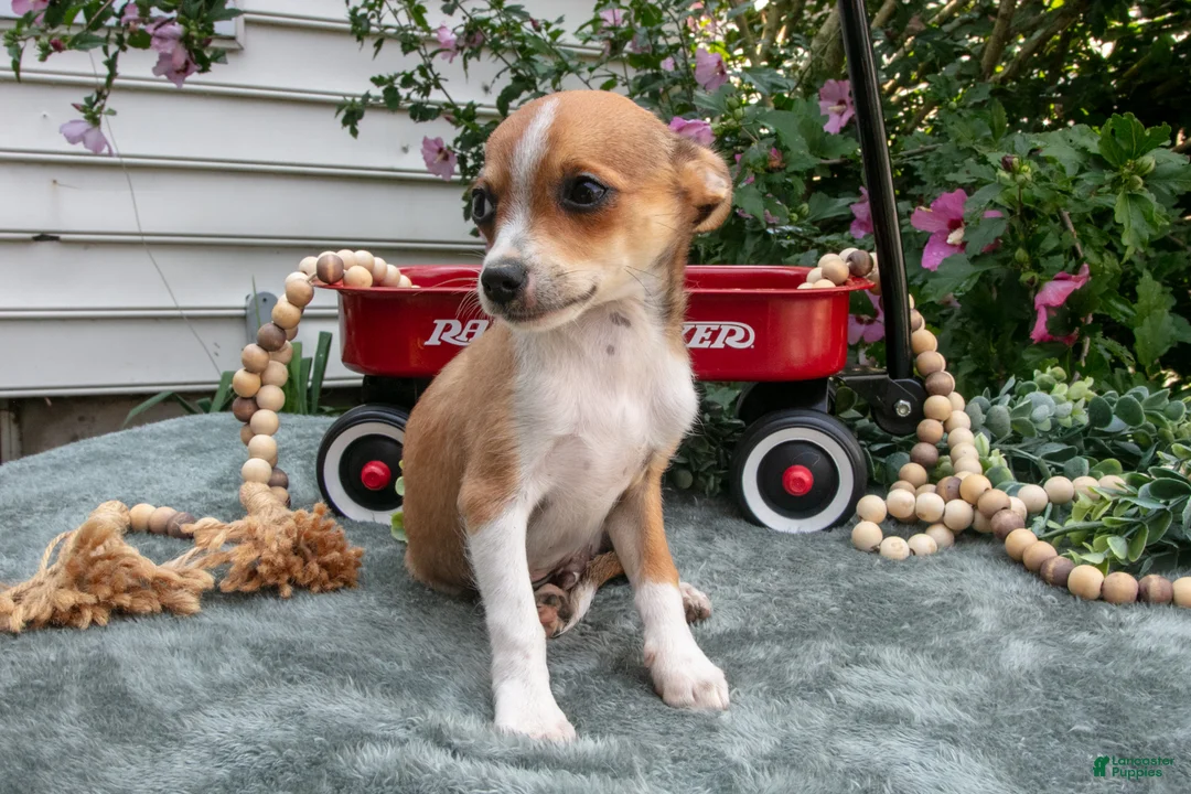 Chihuahua dogs for sale: Nacho - Ad 1