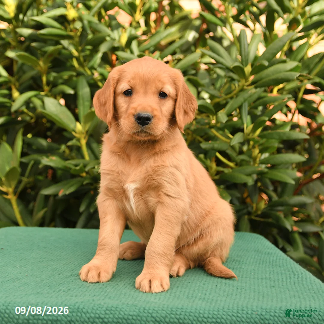 Golden Retriever dogs for sale: Noelle - Ad 3