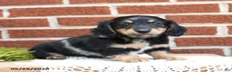 Miniature Dachshund dogs for sale: Jessie - Ad 2