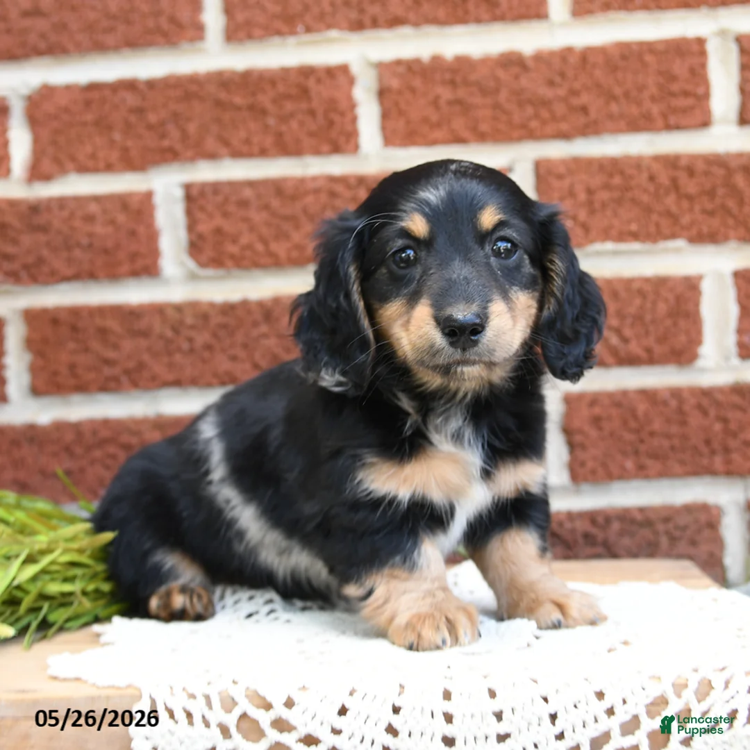 Miniature Dachshund dogs for sale: Jessie - Ad 2