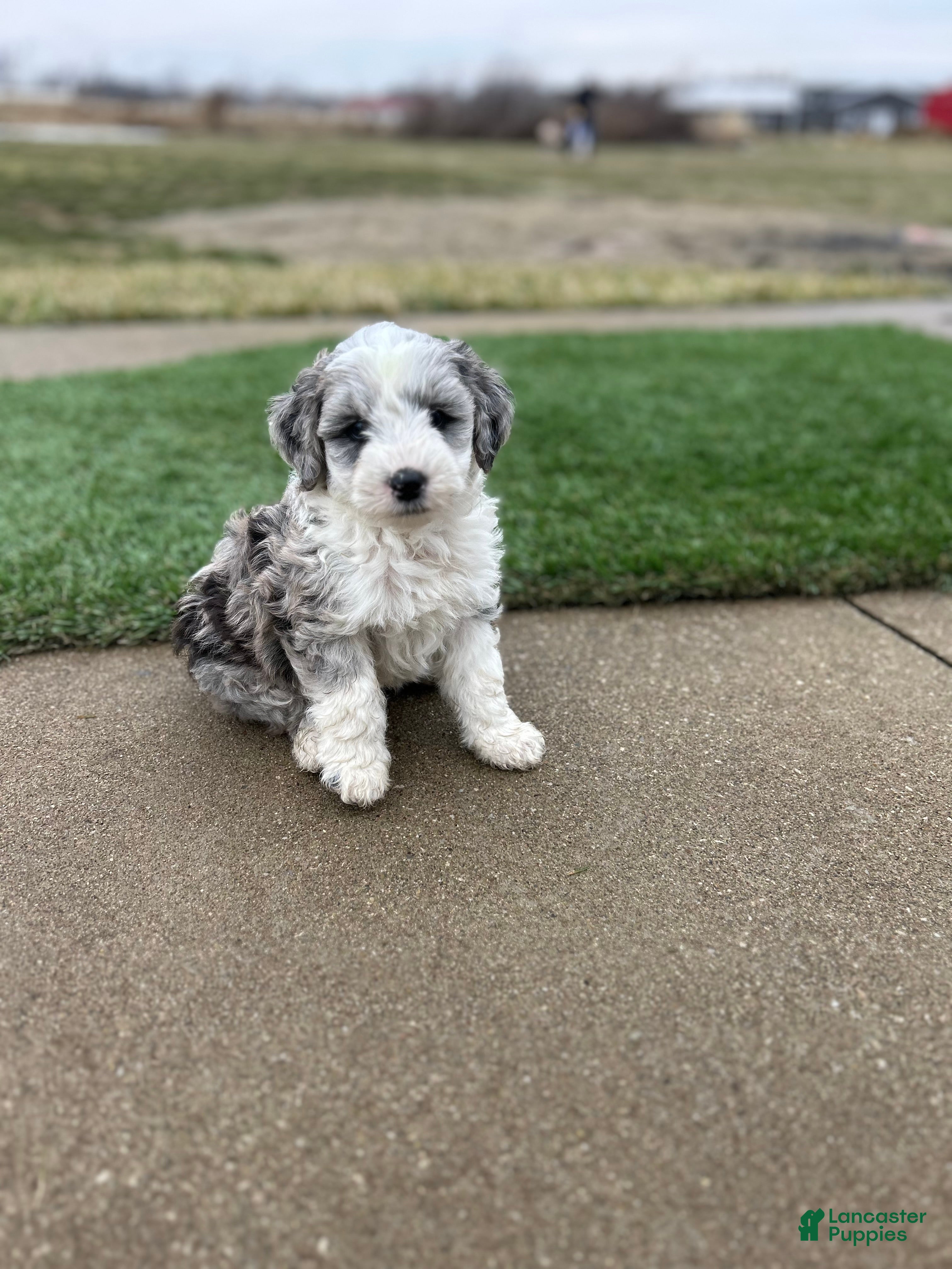 Mixed Breed dogs Ricky - Ad 1