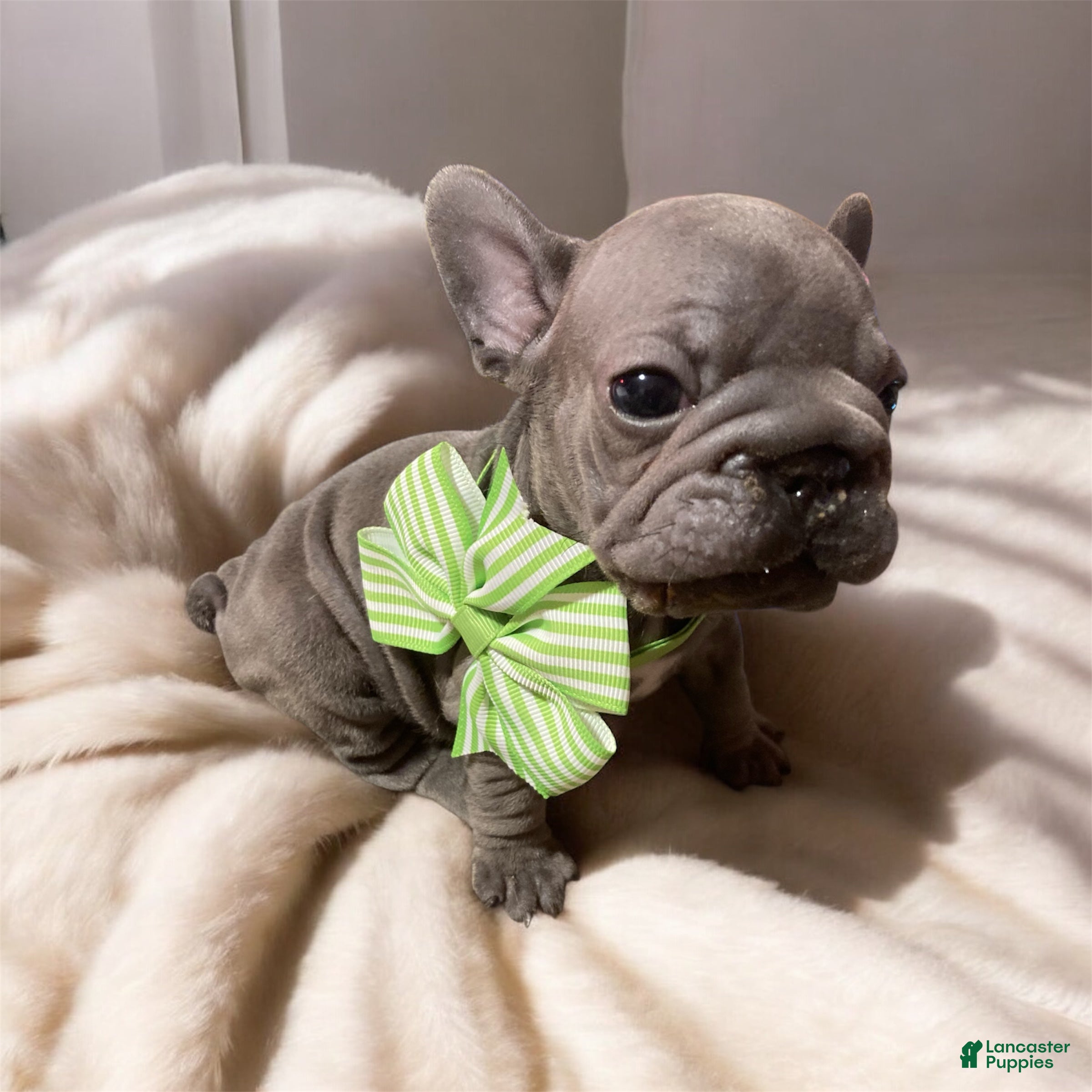 French Bulldog dogs Charlotte - Ad 12