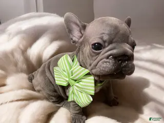 French Bulldog dogs Charlotte - Ad 12
