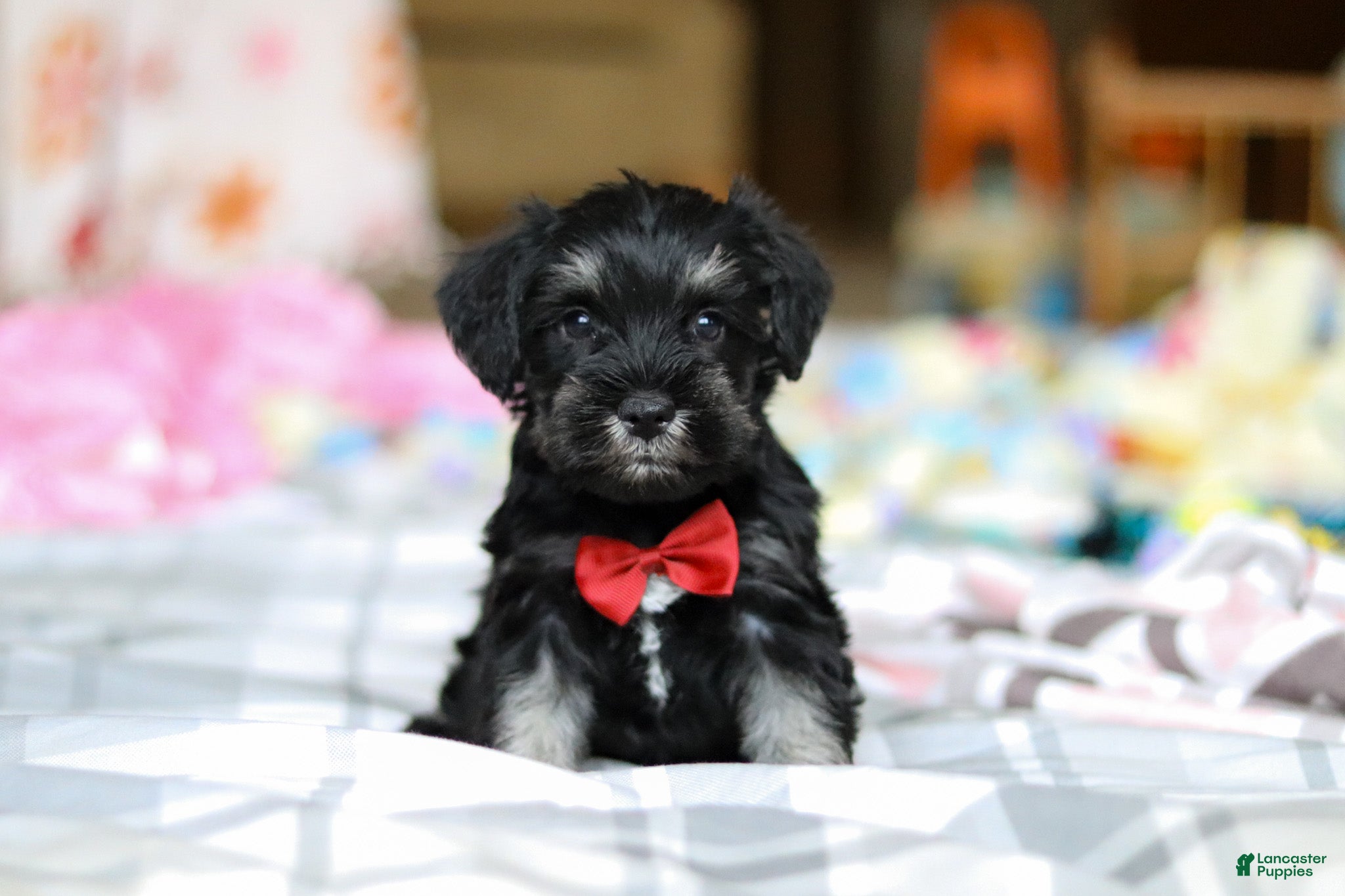 Miniature Schnauzer dogs Charlie - Ad 2