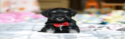Miniature Schnauzer dogs for sale: Charlie - Ad 2
