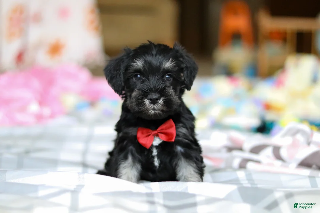 Miniature Schnauzer dogs for sale: Charlie - Ad 2