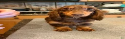 Miniature Dachshund dogs for sale: Russian AKC boy - Ad 5