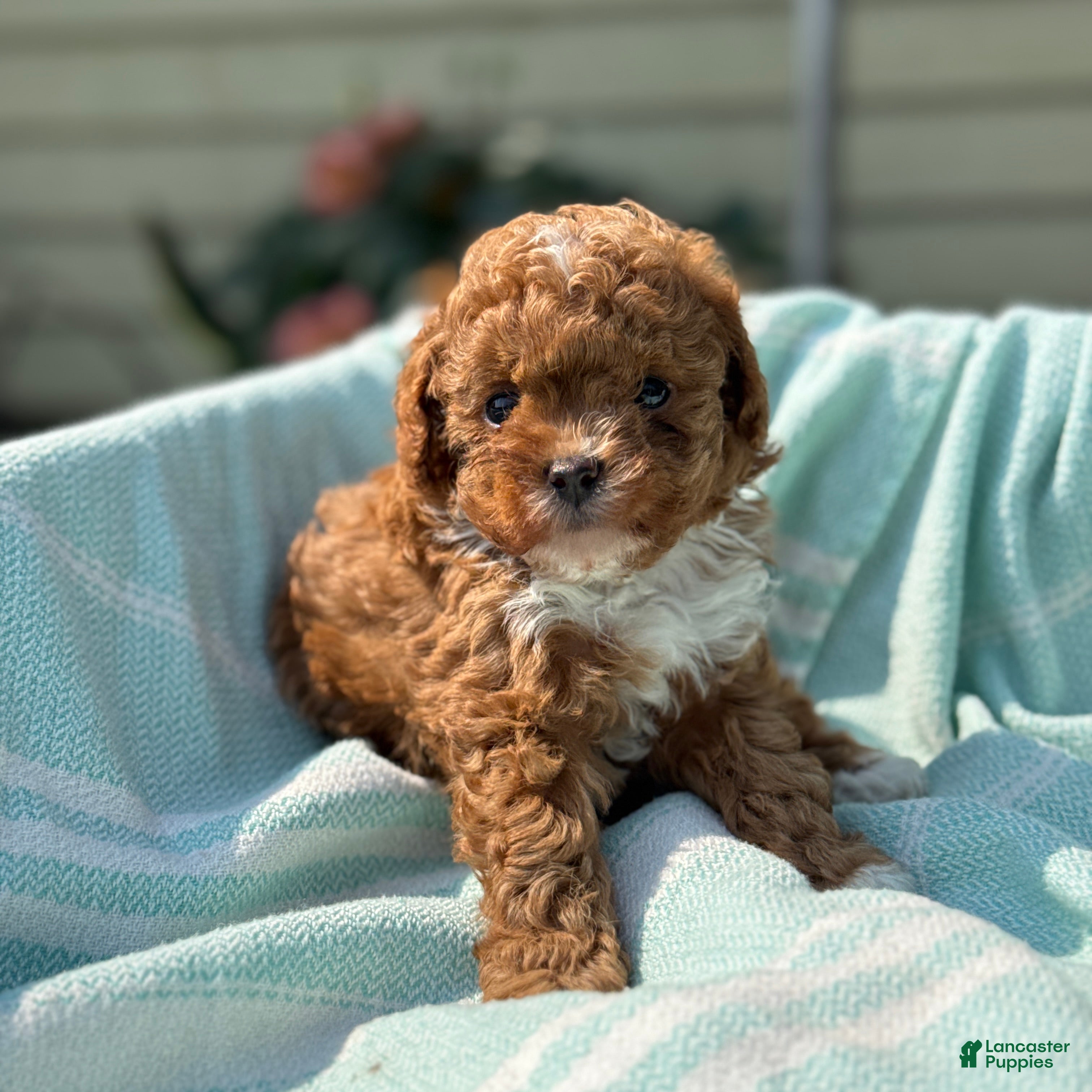 Toy Poodle dogs Peanut - Ad 2