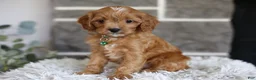 Cavapoo dogs for sale: Faye - Ad 6