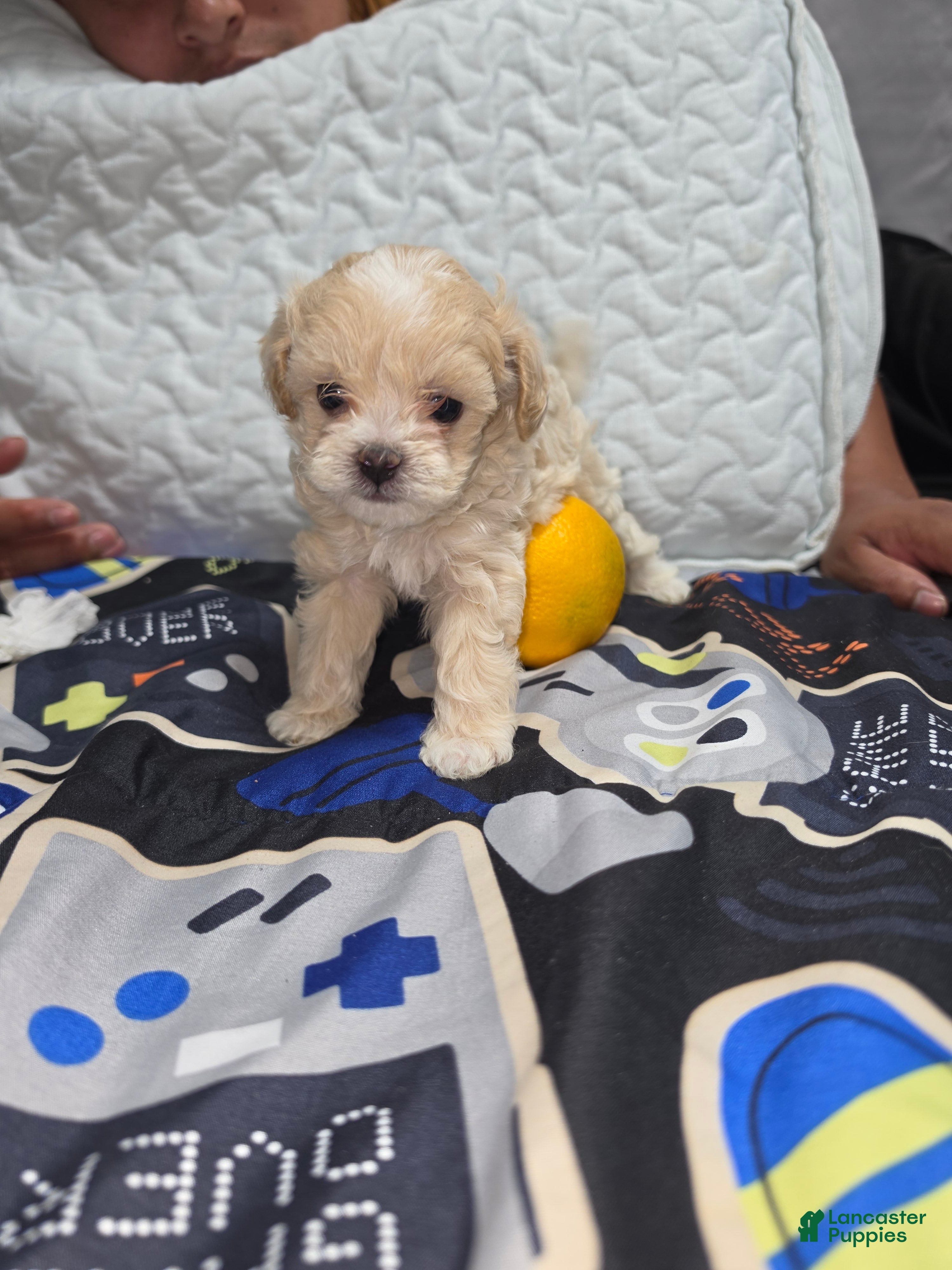 Maltipoo dogs Maltipoo Tony - Ad 2