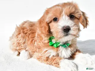 Maltipoo dogs for sale: Molly - Ad 3