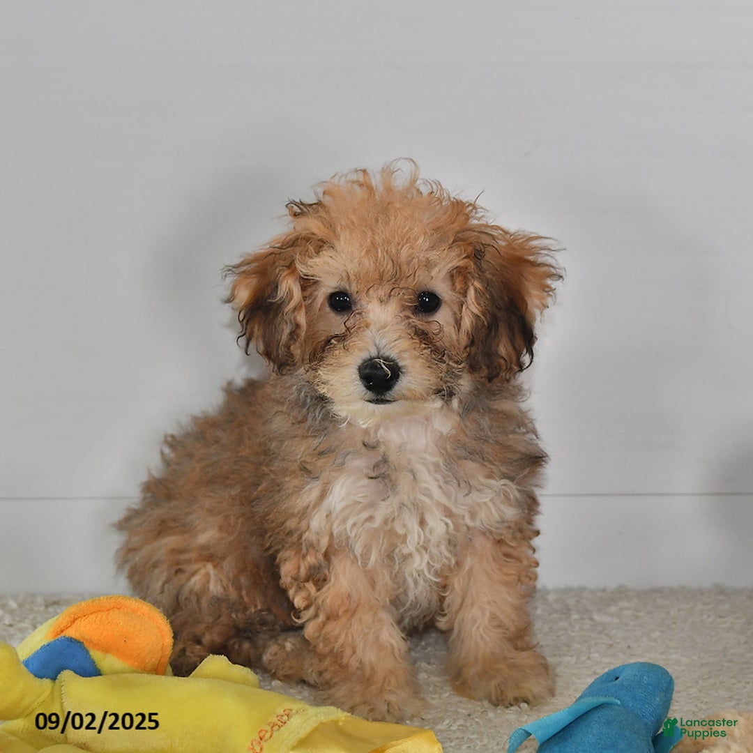Bichpoo dogs for sale: Buster Brown - Ad 21