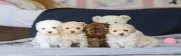 Toy Poodle dogs for sale: Bingo - Ad 14