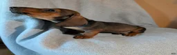 Dachshund dogs for sale: Dachshund 1 - Ad 5
