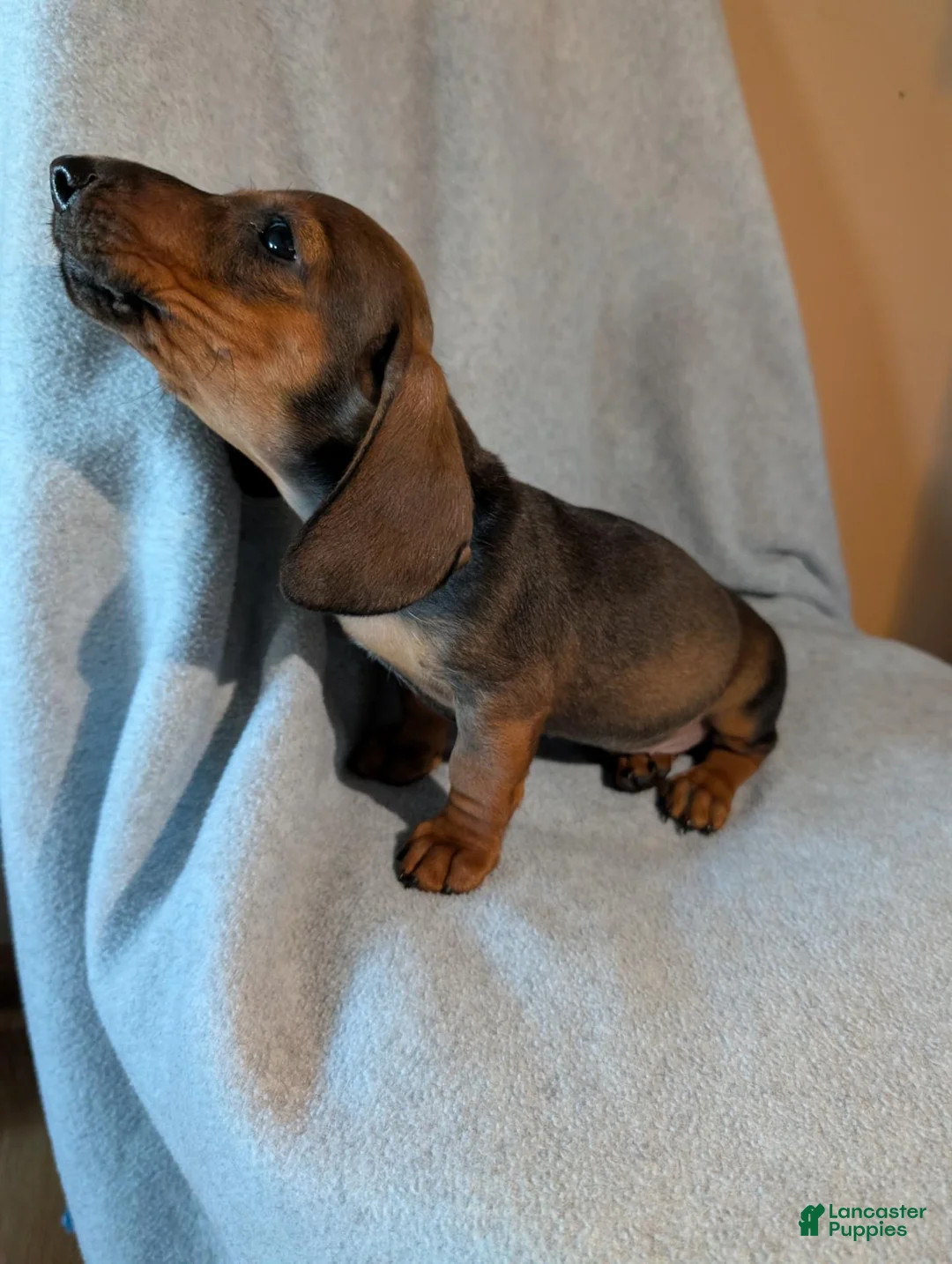 Dachshund dogs for sale: Dachshund 1 - Ad 5