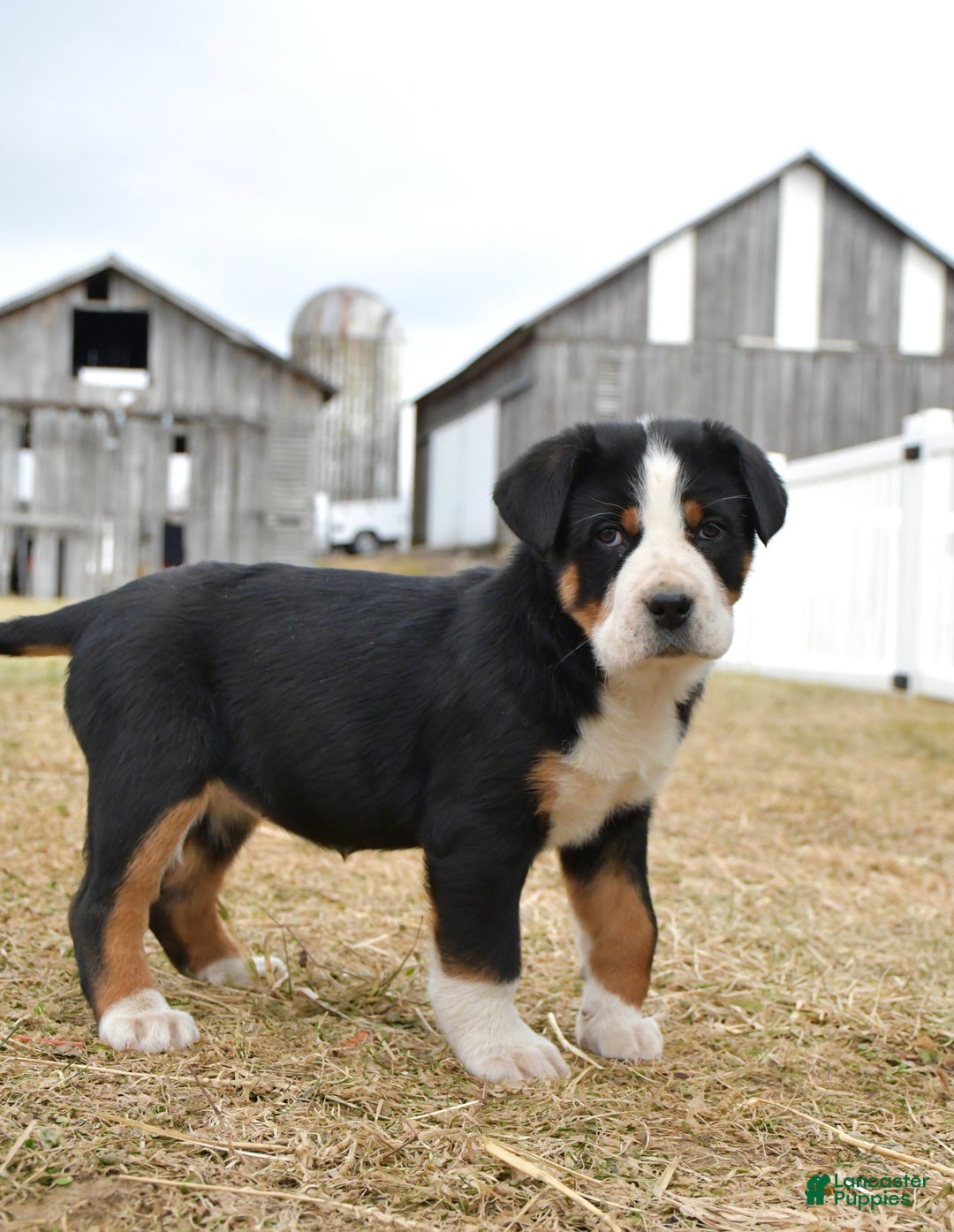Greater Swiss Mountain Dog dogs for sale: Ember  - Ad 4