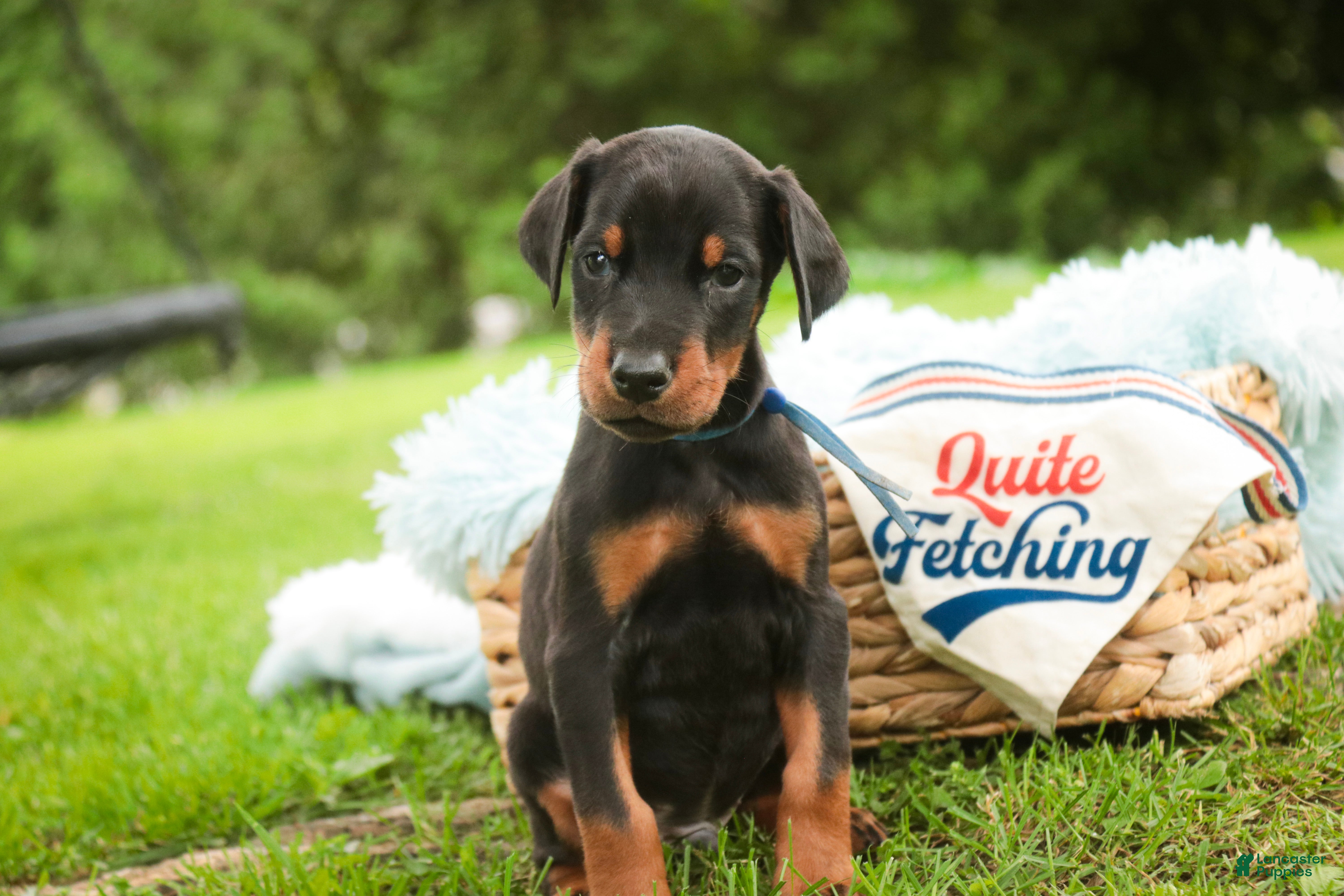 Doberman Pinscher dogs for sale: Malcolm - Ad 3