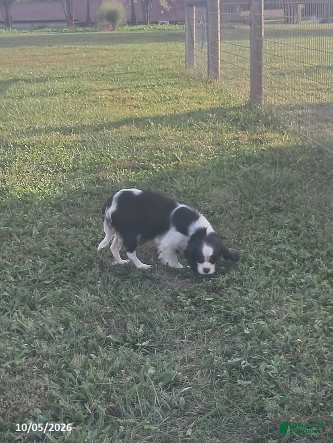 Cavalier King Charles Spaniel dogs for sale: Mason - Ad 6