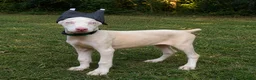 Doberman Pinscher dogs for sale: Angel - Ad 2