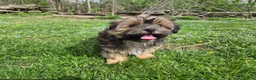 Shorkie dogs for sale: Whiskey - Ad 8