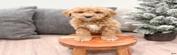 Goldendoodle dogs for sale: Flash - Ad 3